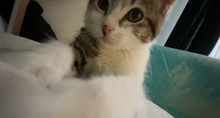 Valentin-Leccese Patricia, Médecin Généraliste à Marseille 02