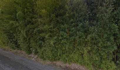 Gavrilescu Alina, Médecin Généraliste à Melrand